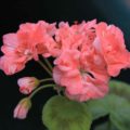 Pelargonium Vina