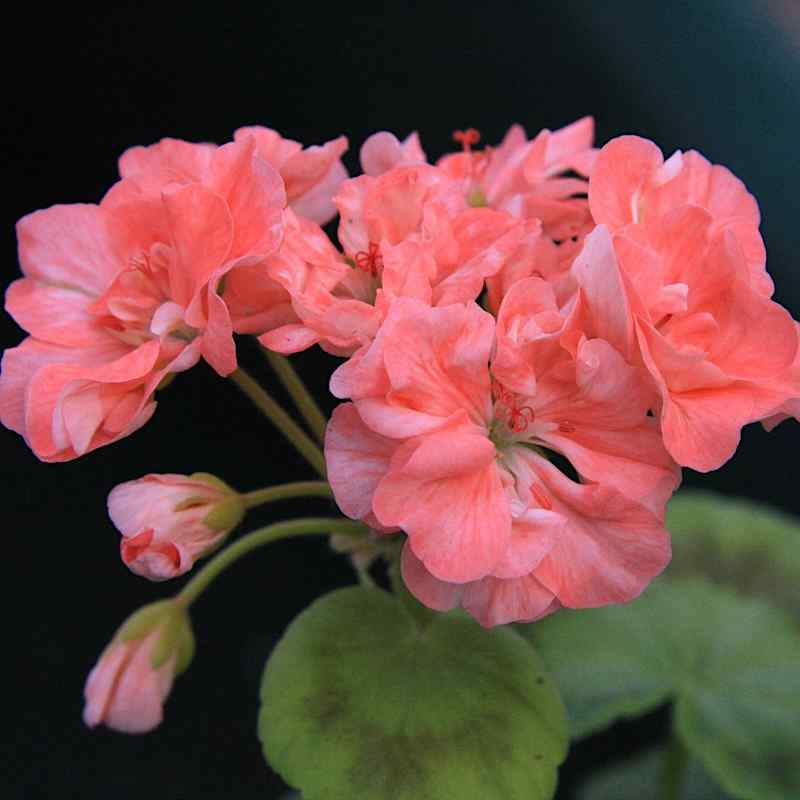 Pelargonium Vina