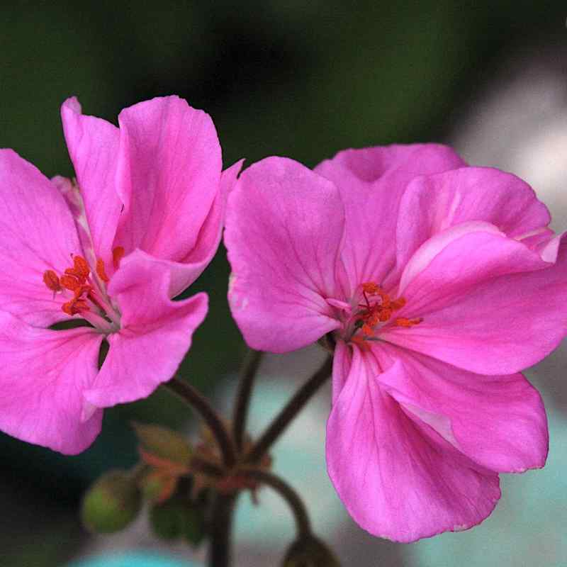 Pelargonium Violino