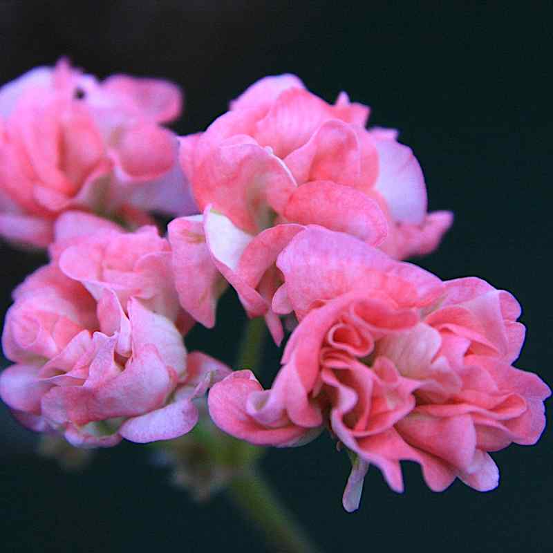 Pelargonium Wedding Royale