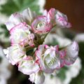 Pelargonium Westdale Appleblossom