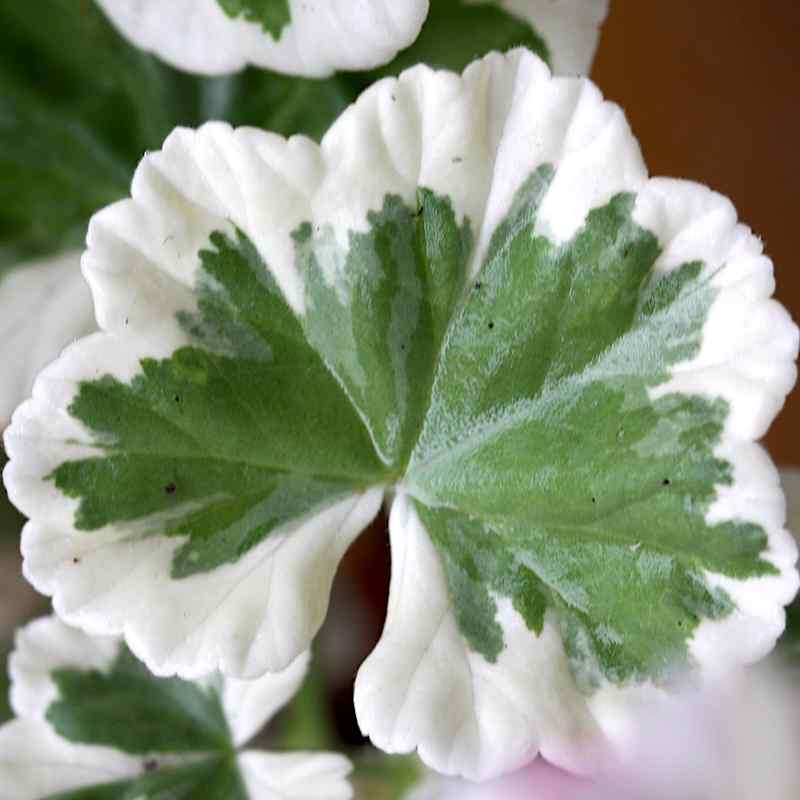 Pelargonium Westdale Appleblossom