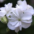 Pelargonium White Butterfly