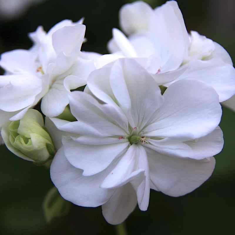 Pelargonium White Butterfly