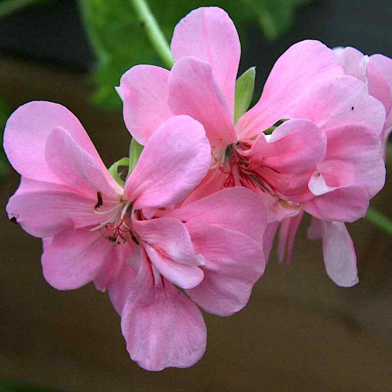 Pelargonium ‘White Mesh’