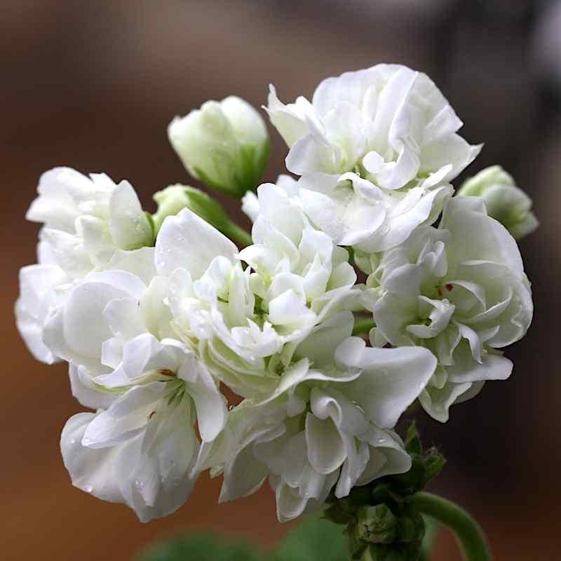 Pelargonium White Rosebud