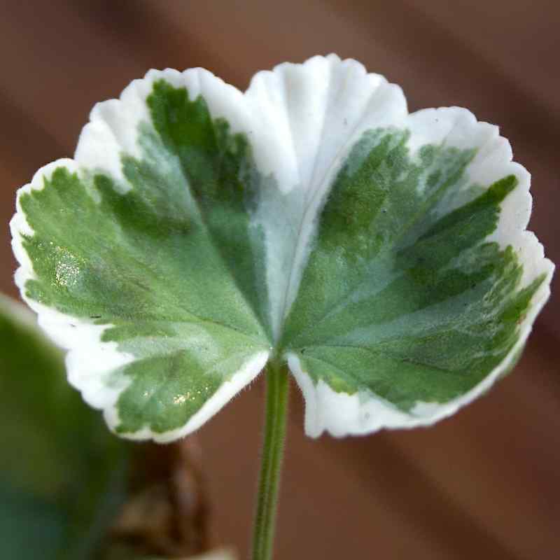 Pelargonium Wilhelm Langguth