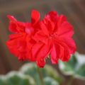 Pelargonium Wilhelm Langguth