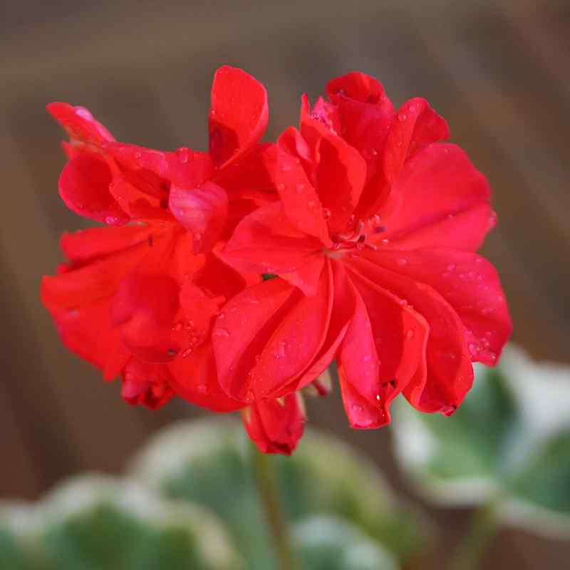 Pelargonium Wilhelm Languth