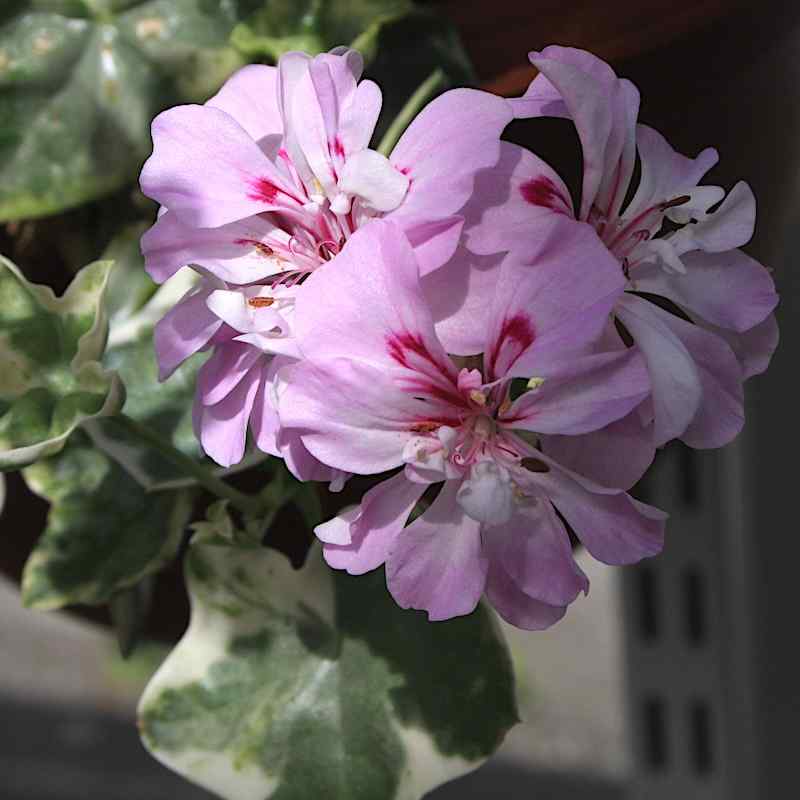 Pelargonium Woods Surprise