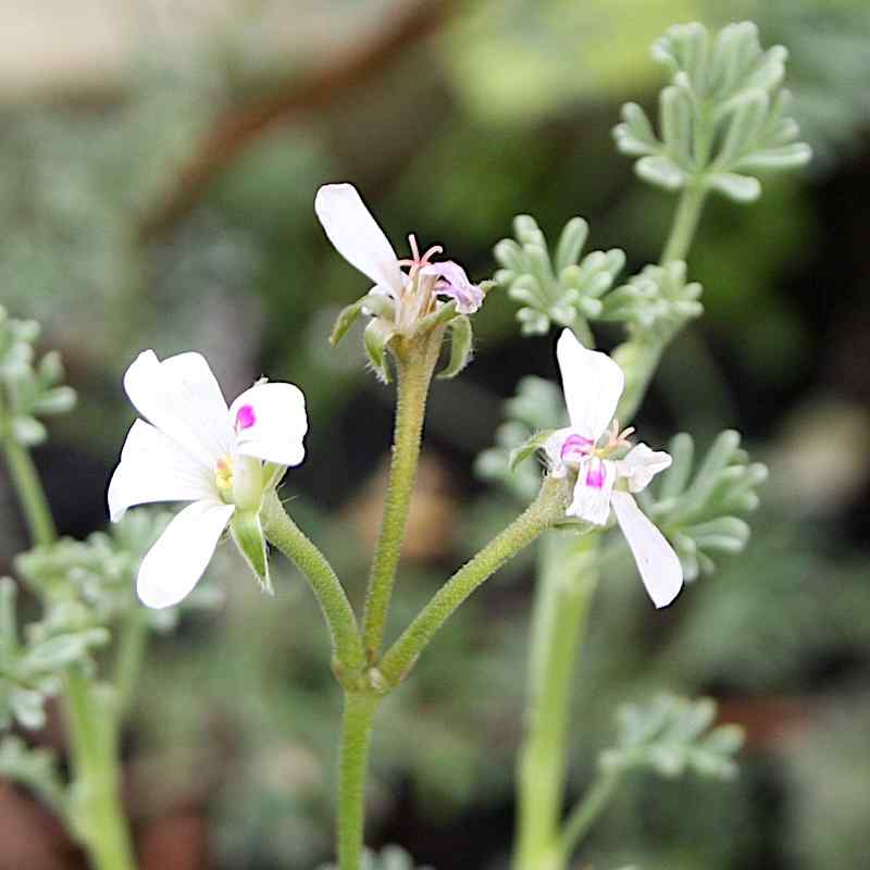 Pelargonium abrotanifolium