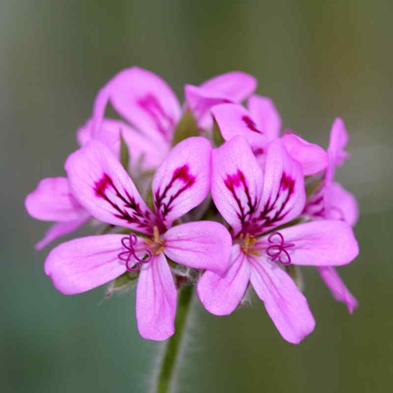 Pelargonium andersonii