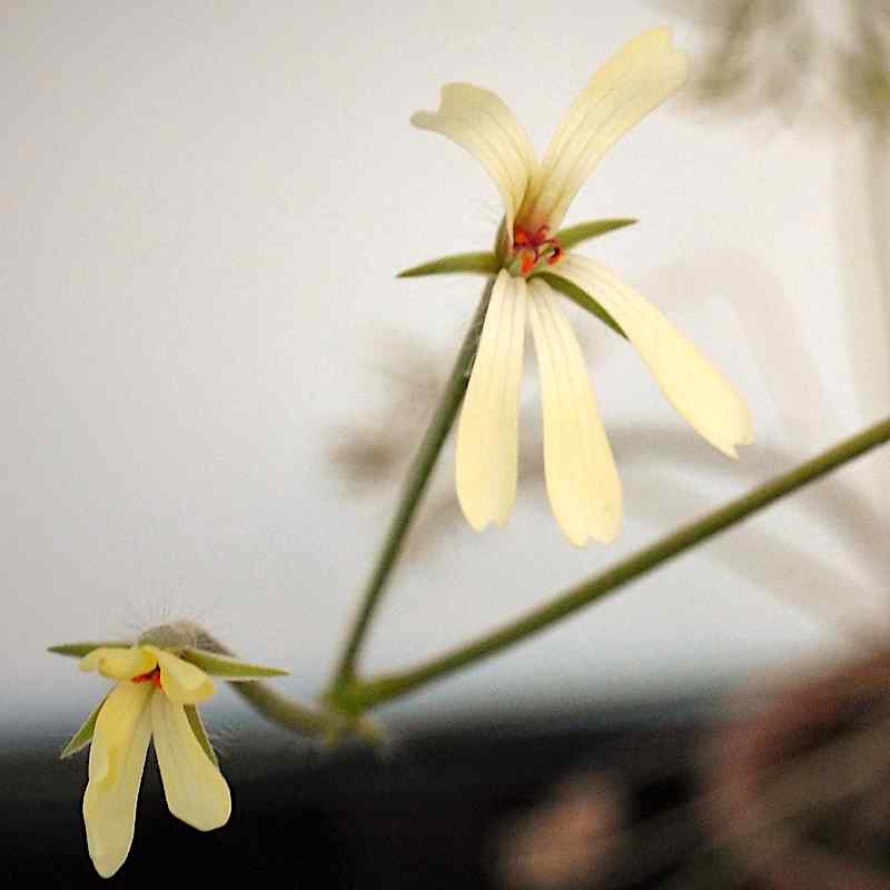 Pelargonium aridum