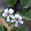 Pelargonium blandforianum alba