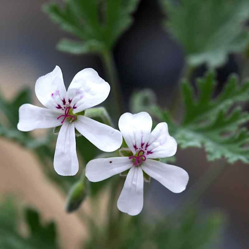 Pelargonium blandforianum alba