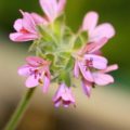 Pelargonium capitatum