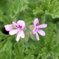 Pelargonium citrosa