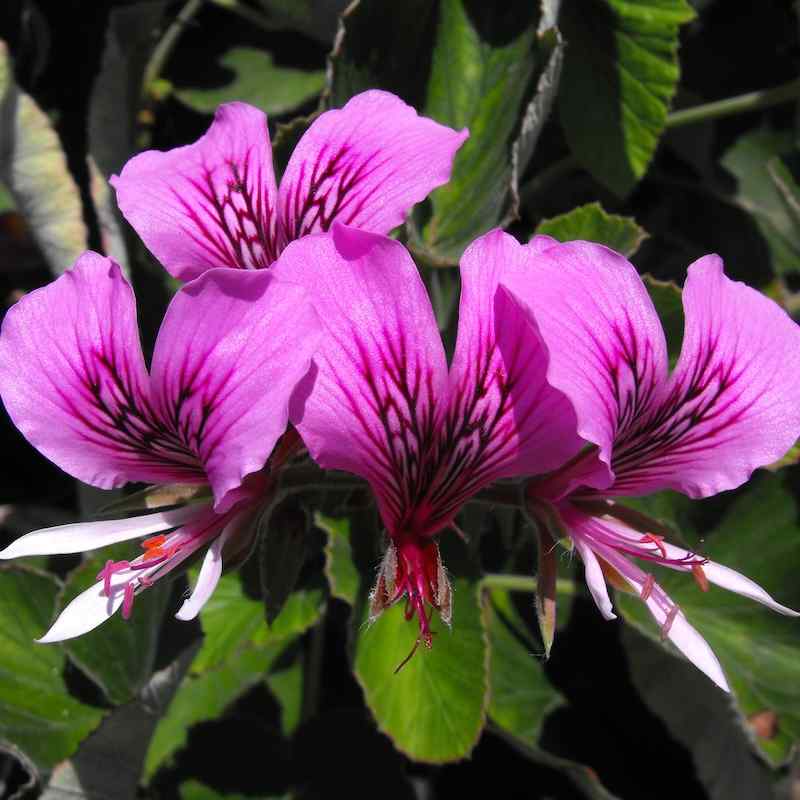 Pelargonium cordifolium