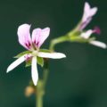 Pelargonium crispum Juniper