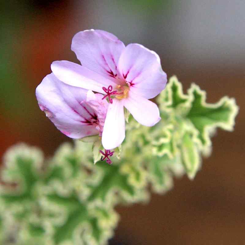 Pelargonium crispum variegatum