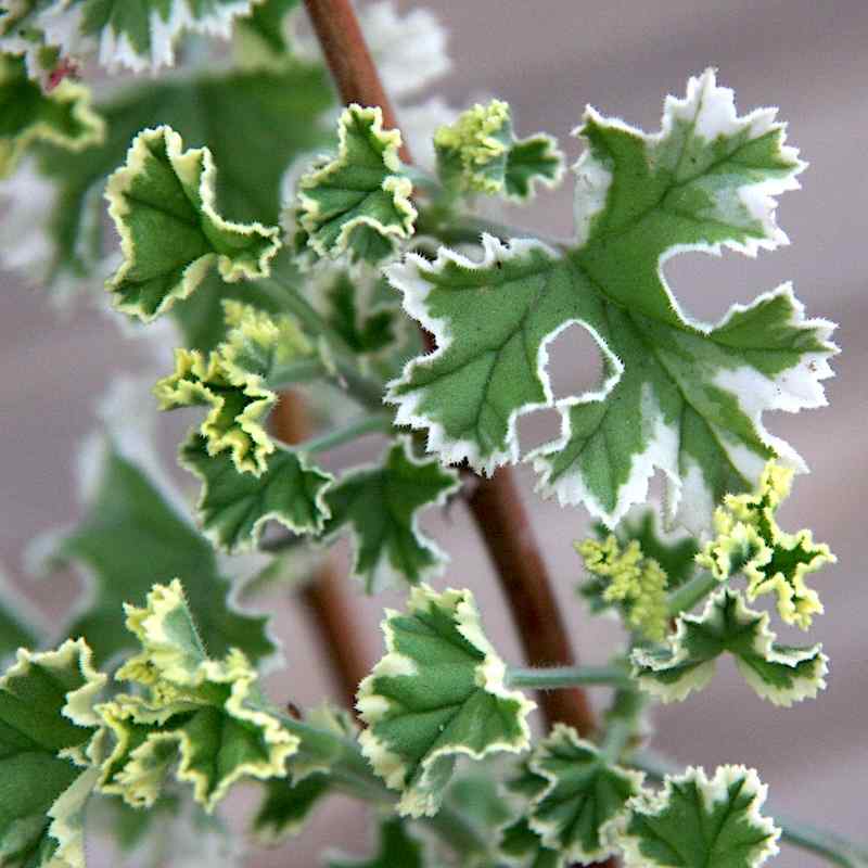 Pelargonium crispum variegatum