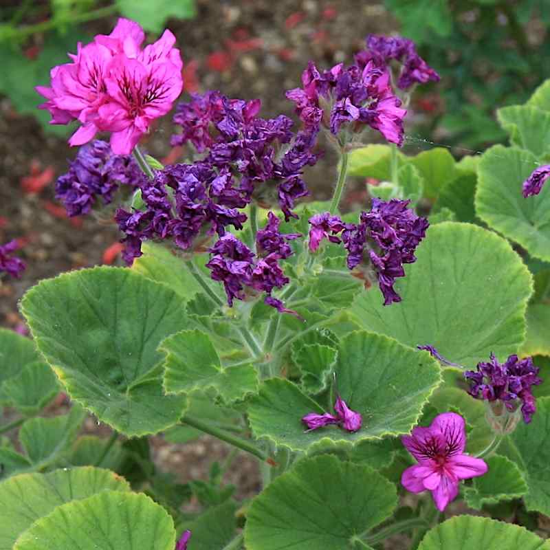 Pelargonium cucullatum