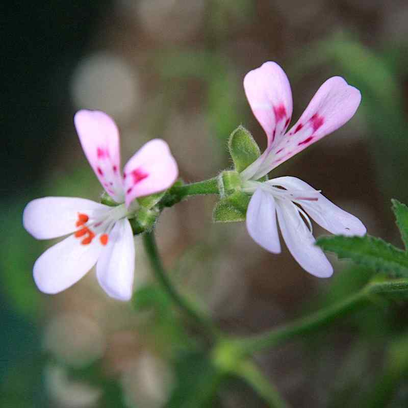 Pelargonium denticulatum