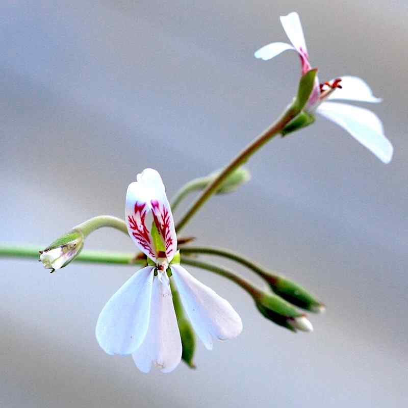 Pelargonium dichondrifolium