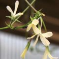 Pelargonium elongatum