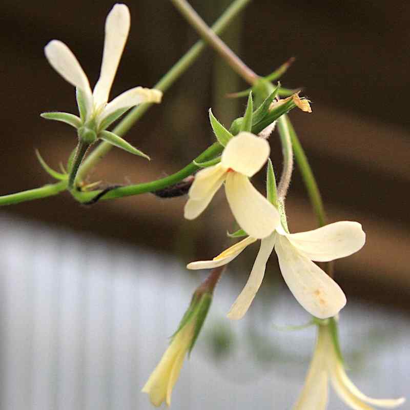 Pelargonium elongatum