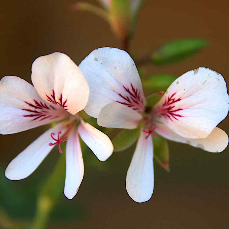 Pelargonium grandiflorum