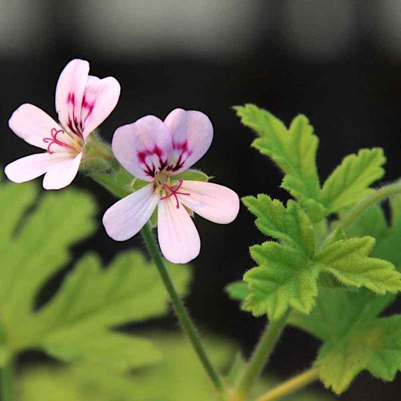 Pelargonium graveolens Dr Westerlund