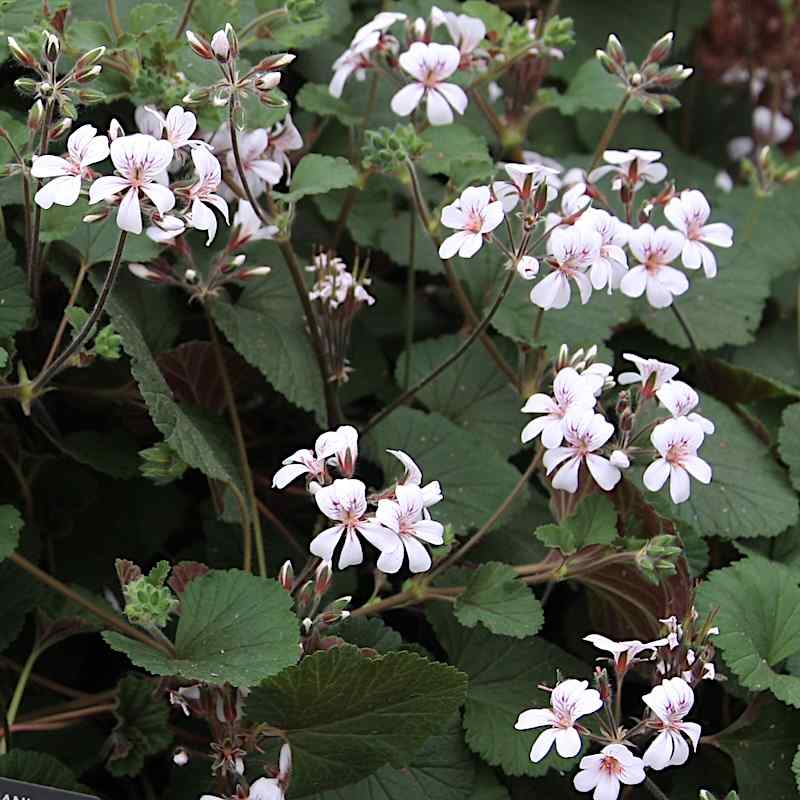 Pelargonium litterole