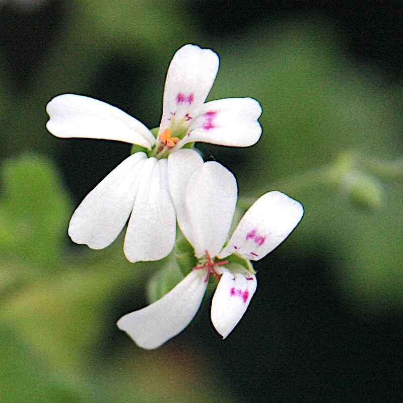 Pelargonium odoratissimum