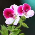 Pelargonium pac Bicolour