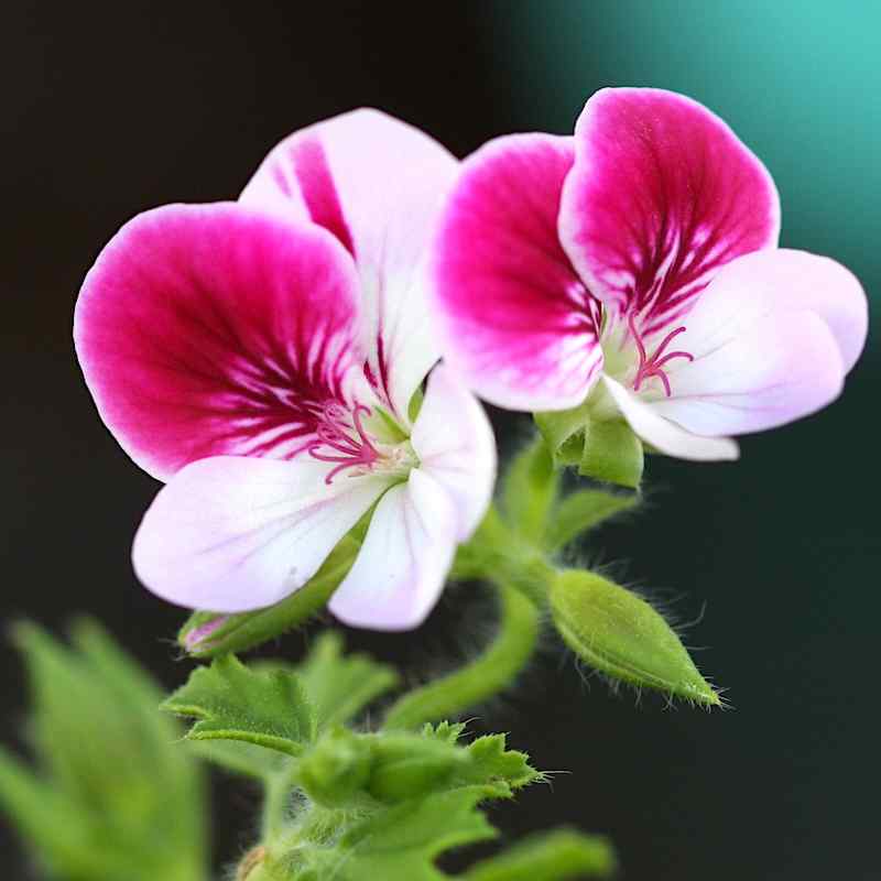 Pelargonium pac Bicolour