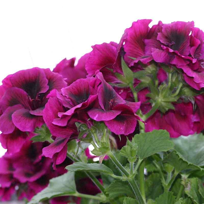 Pelargonium pac Burgundy Regburg