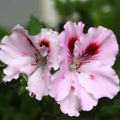 Pelargonium pac Clara Schumann