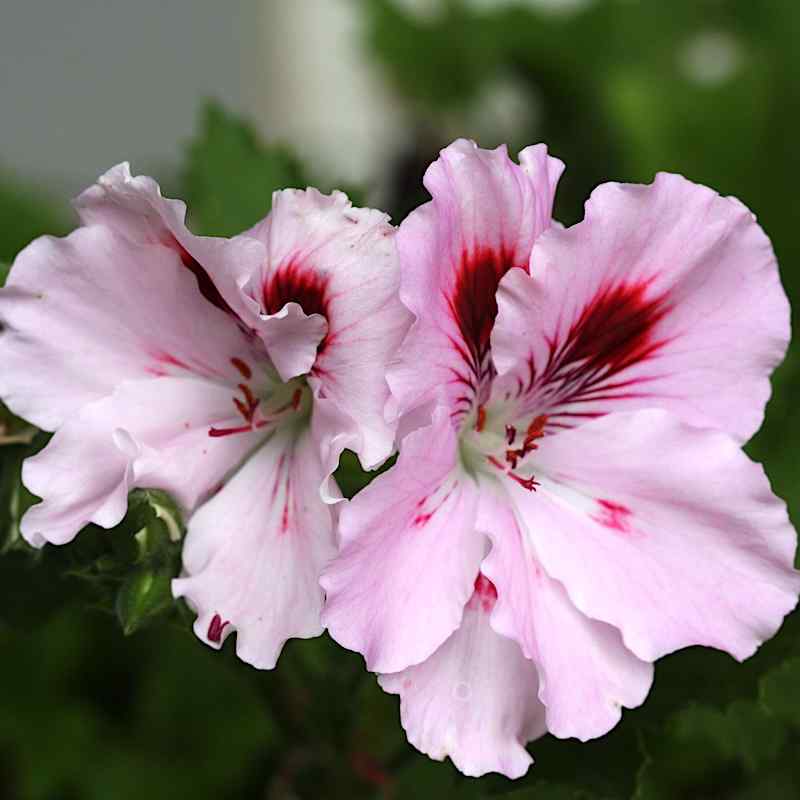 Pelargonium pac Clara Schumann