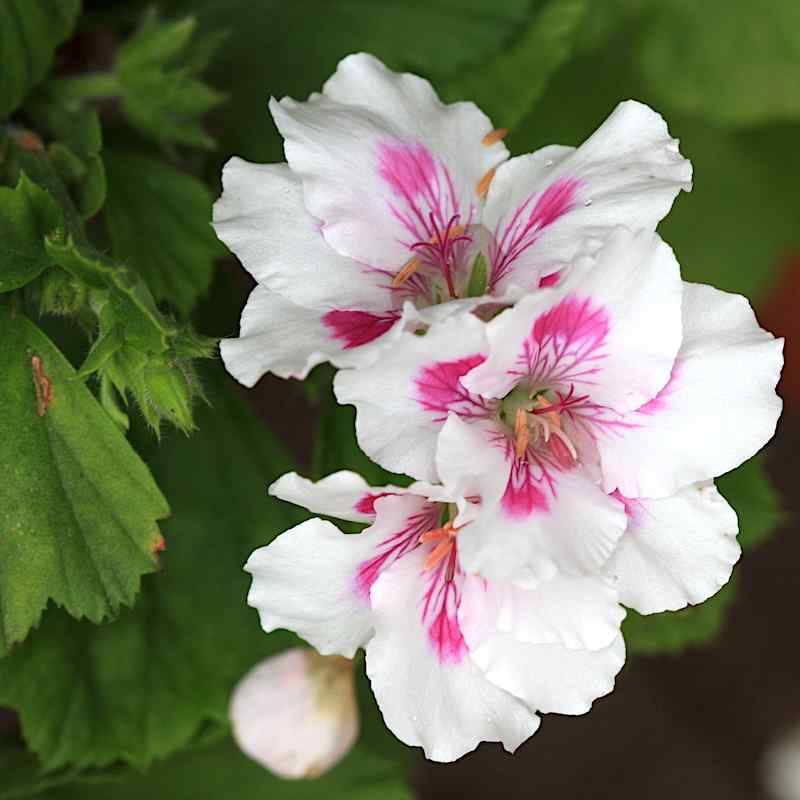 Pelargonium pac Shiney Lotus