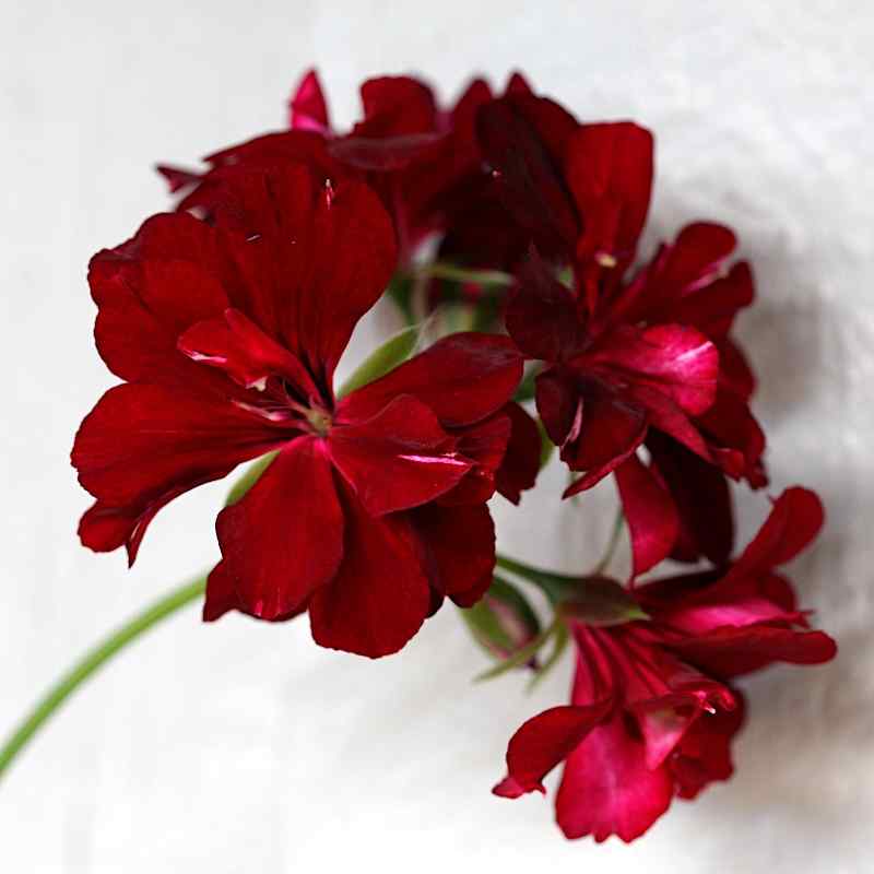 Pelargonium pac Tom Cat