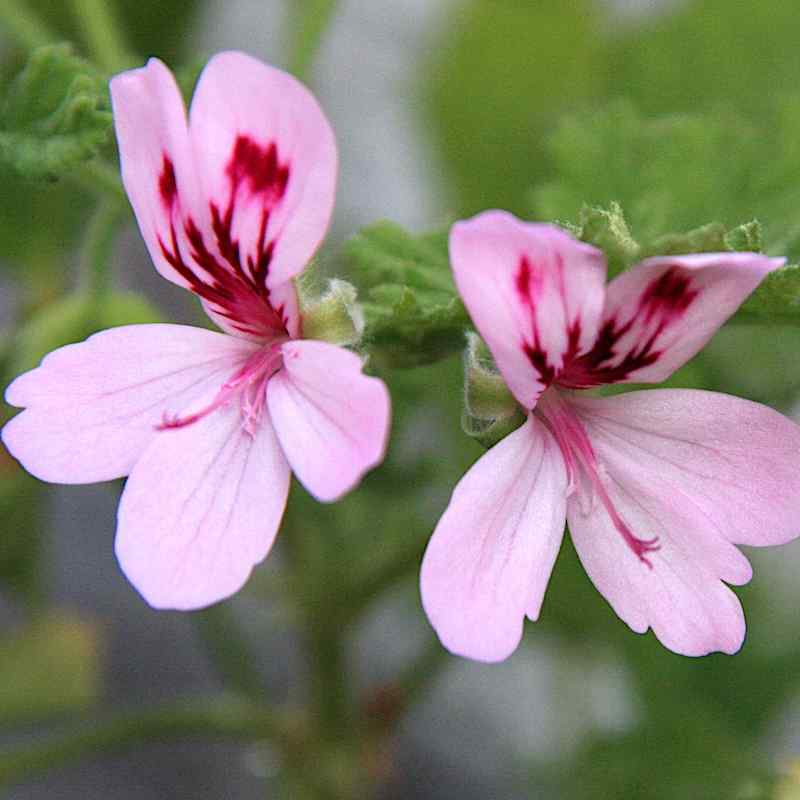 Pelargonium quercifolium variegatum