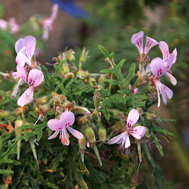 Pelargonium radens