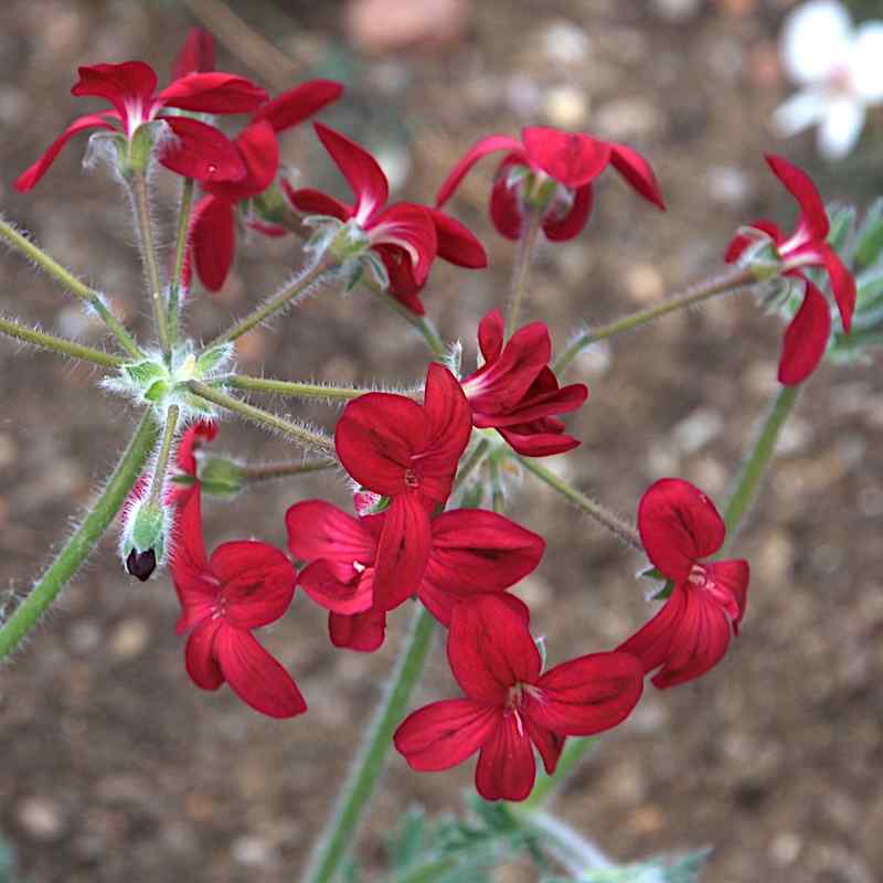 Pelargonium schottii