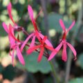 Pelargonium stenoptalum