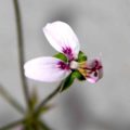 Pelargonium tomentosum