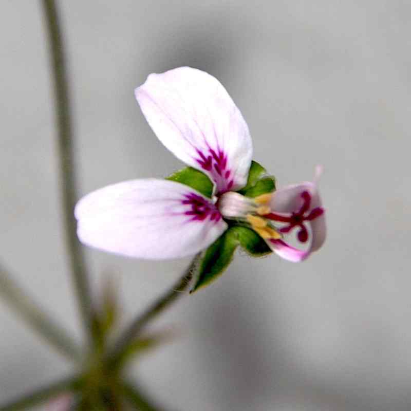 Pelargonium tomentosum