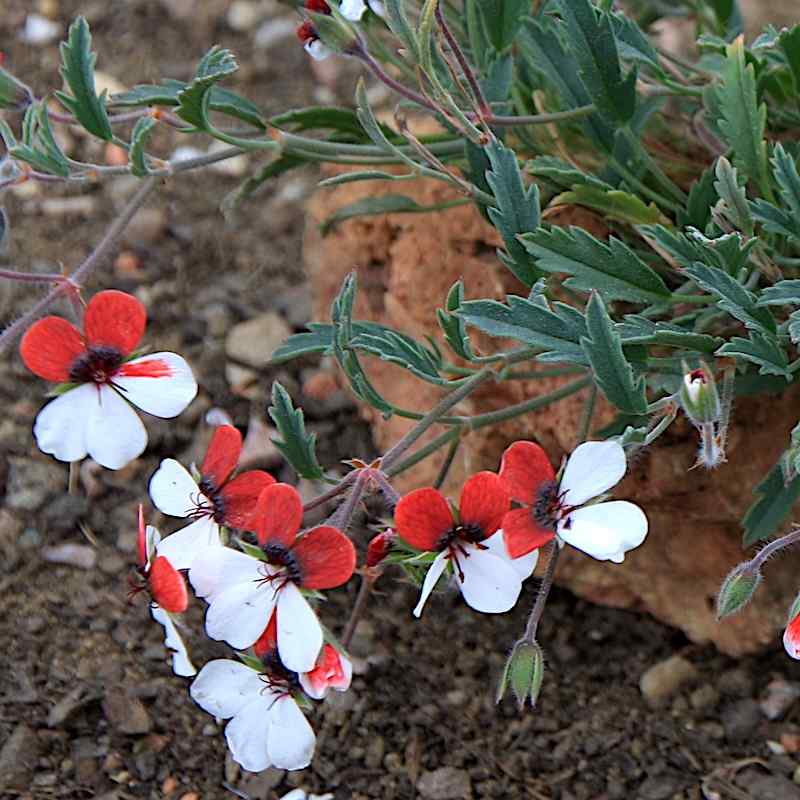 Pelargonium tricolor