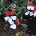 Pelargonium tricolor