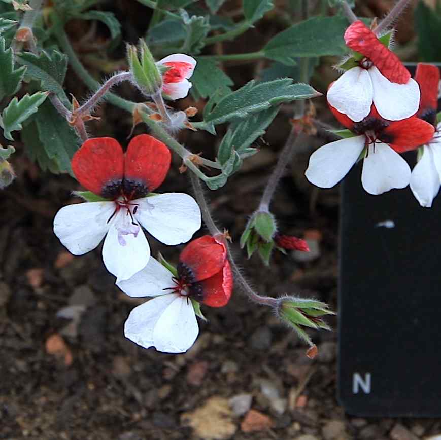 Pelargonium tricolor